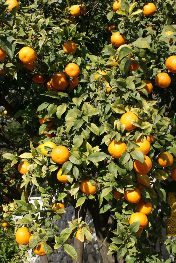 Three Oranges Apartamento Trsteno Exterior foto